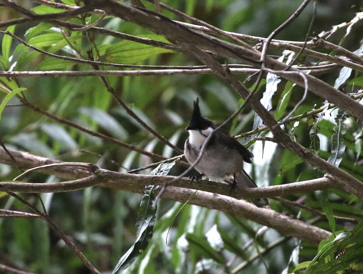 Red-whiskered Bulbul - ML646688817