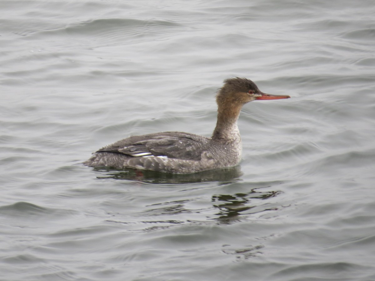 Tarakdiş - ML646688821