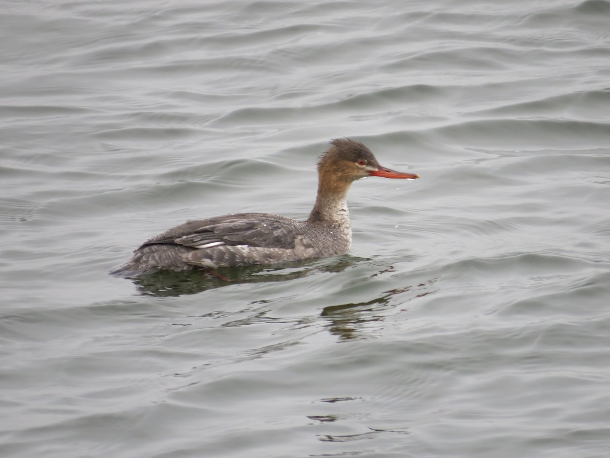 Tarakdiş - ML646688822