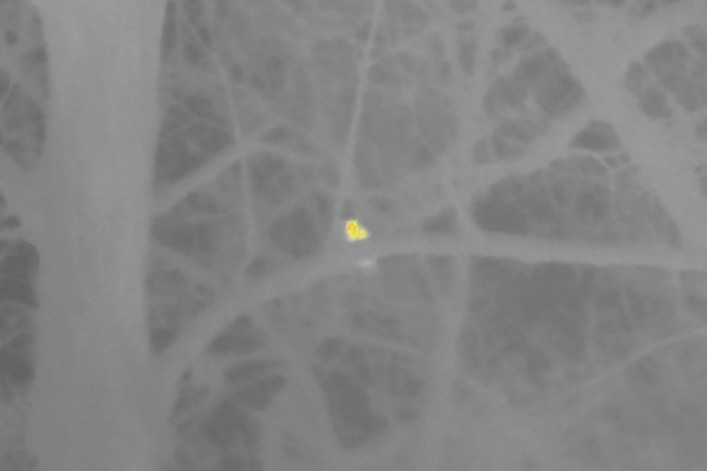 アメリカワシミミズク - ML646688823