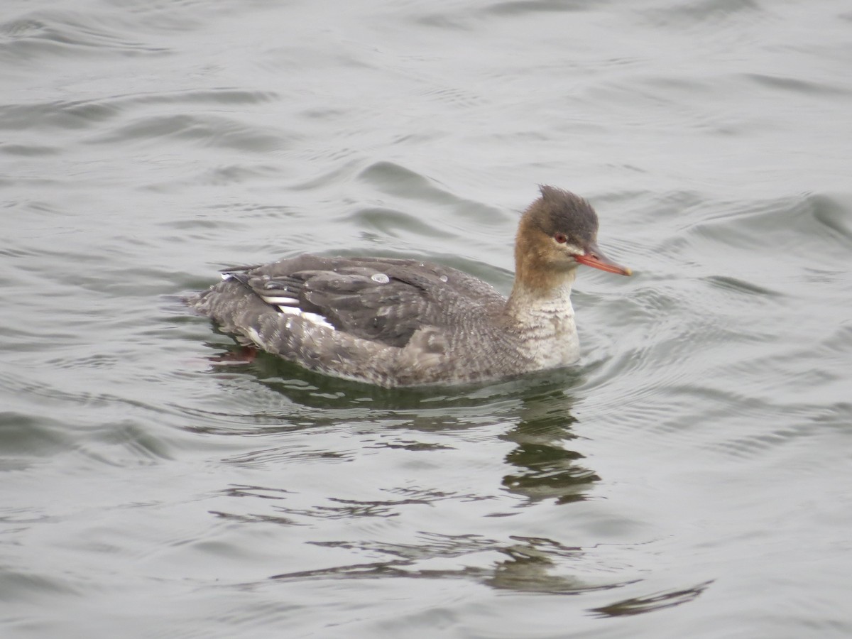 Tarakdiş - ML646688825