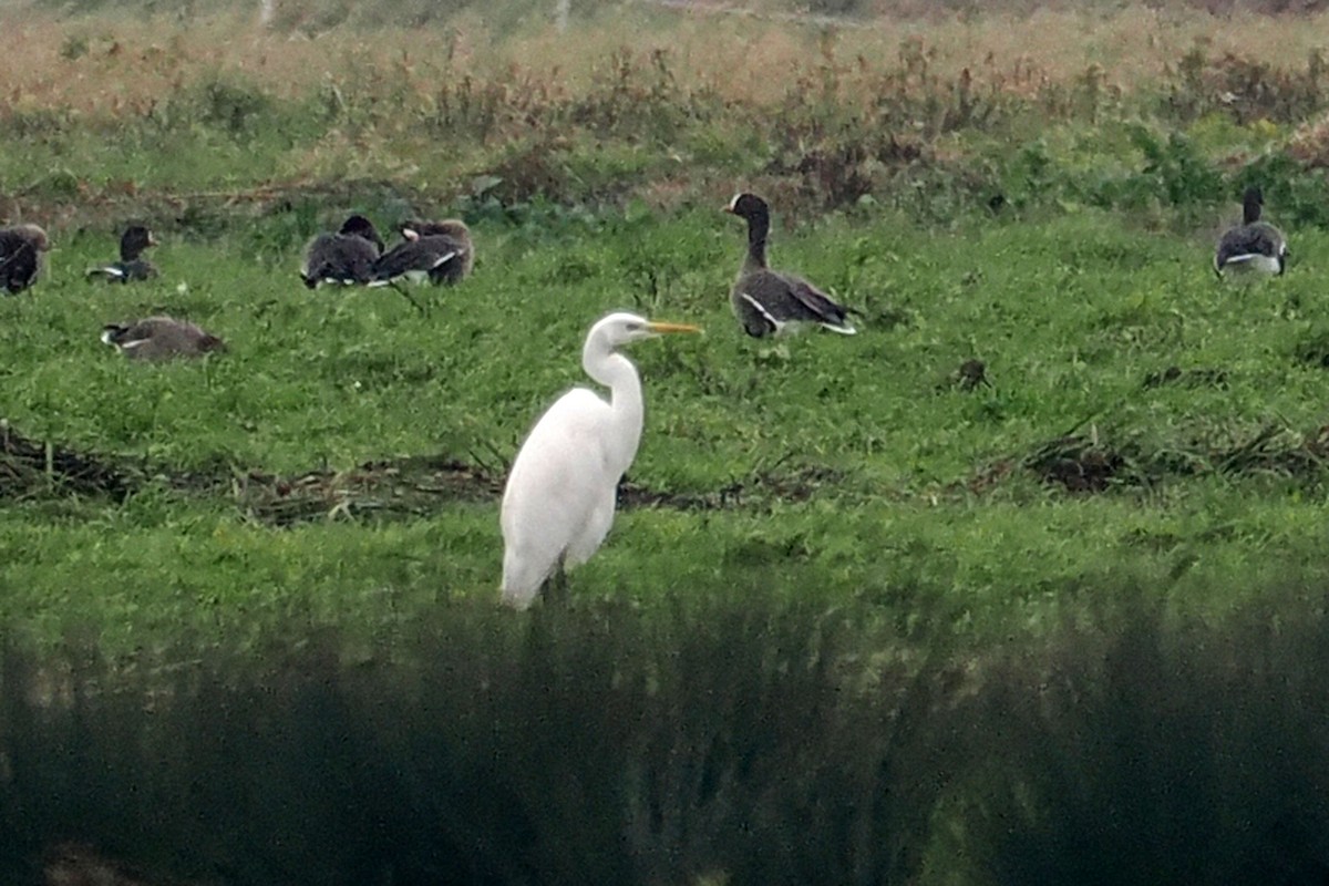 Great Egret - ML646688826