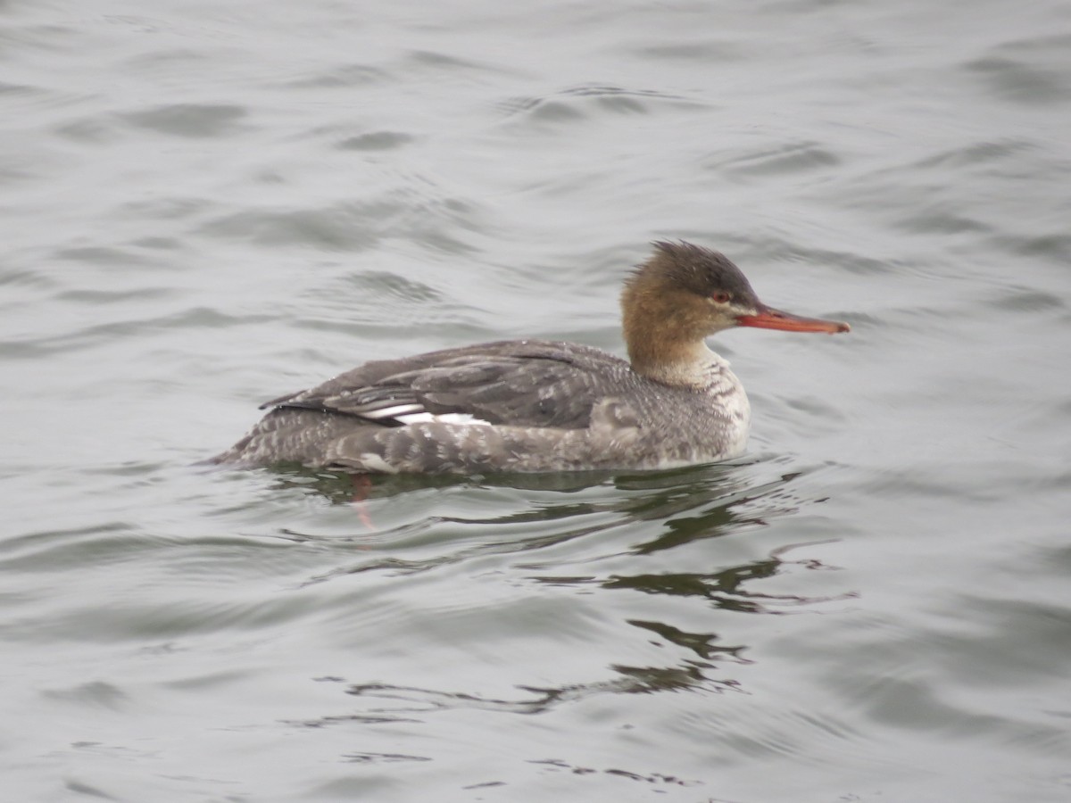 Tarakdiş - ML646688827