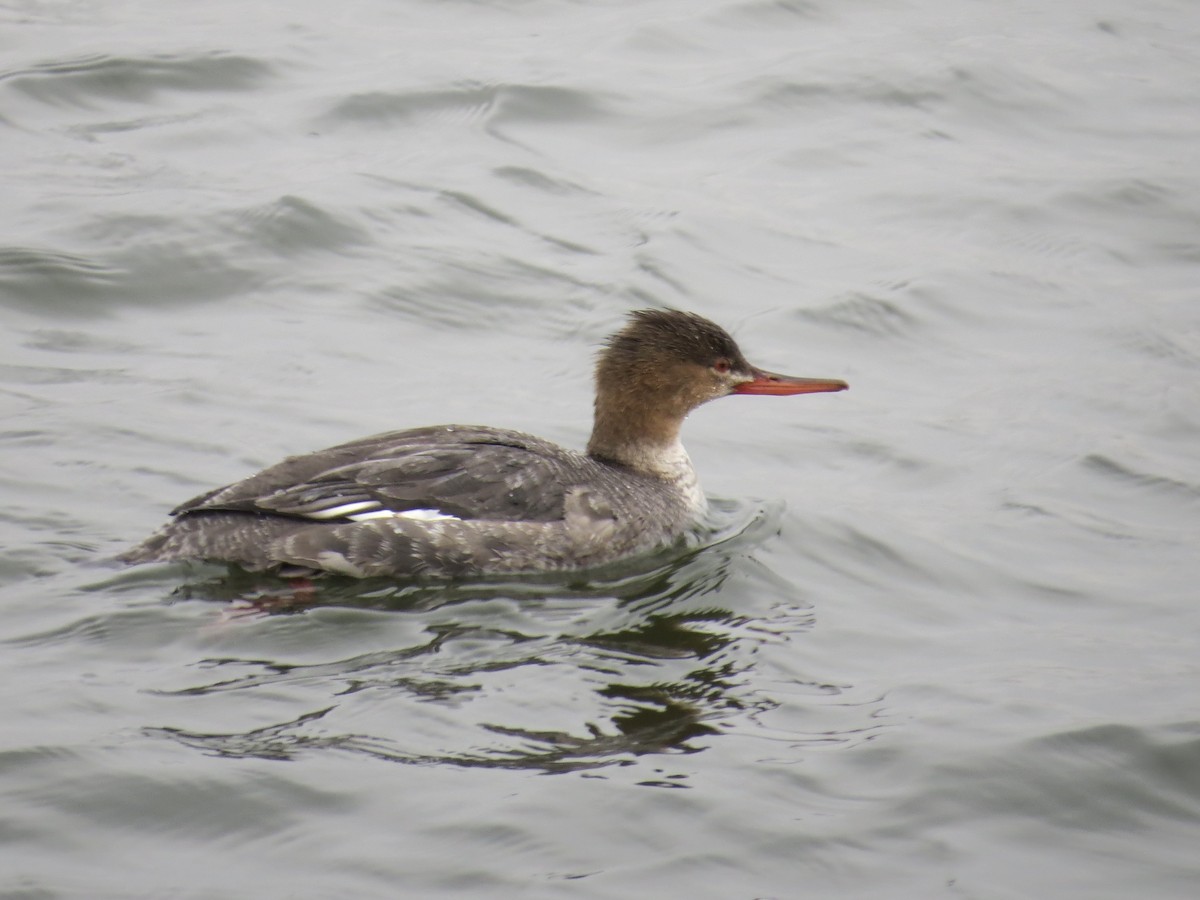 Tarakdiş - ML646688828