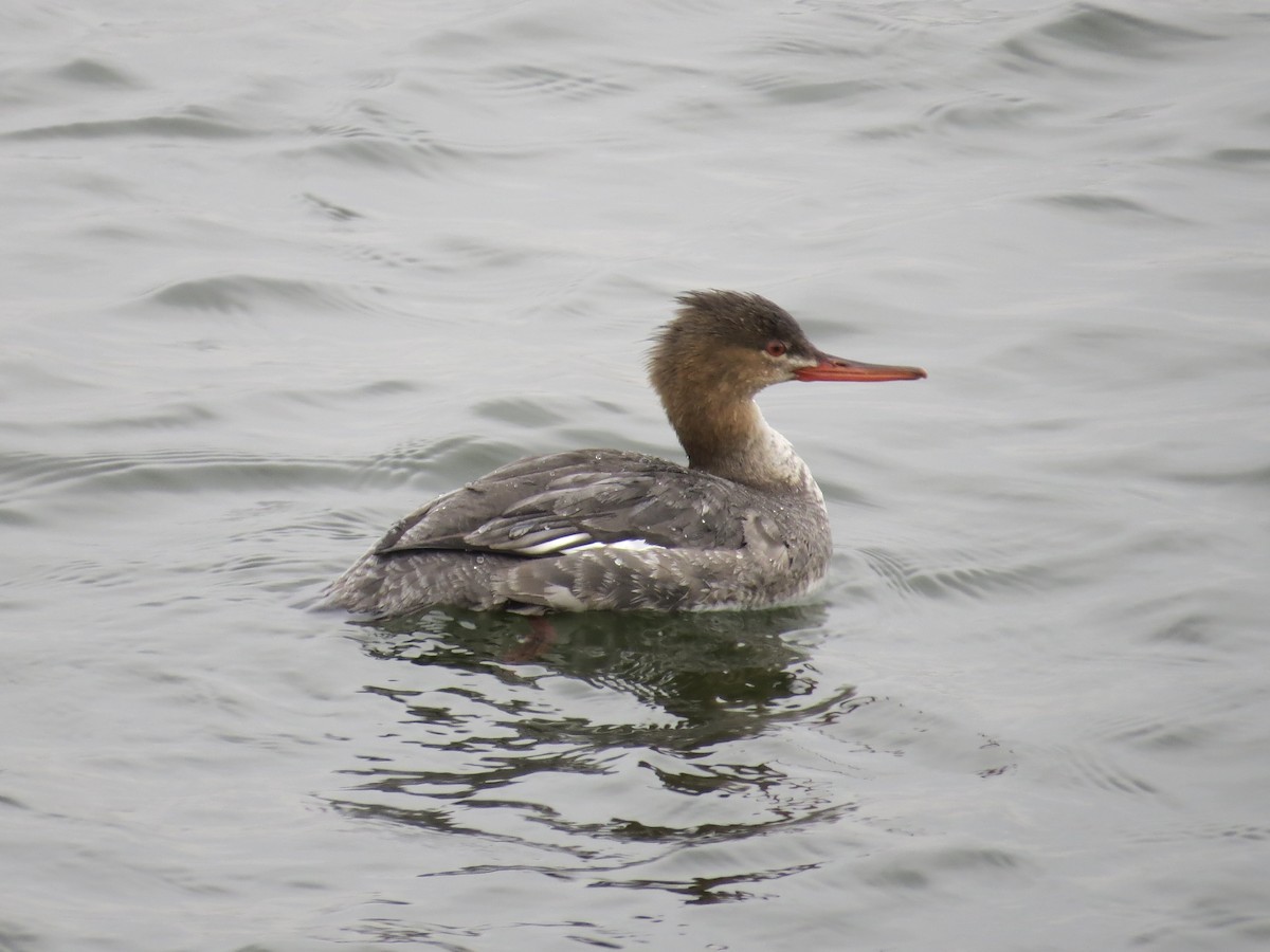 Tarakdiş - ML646688829