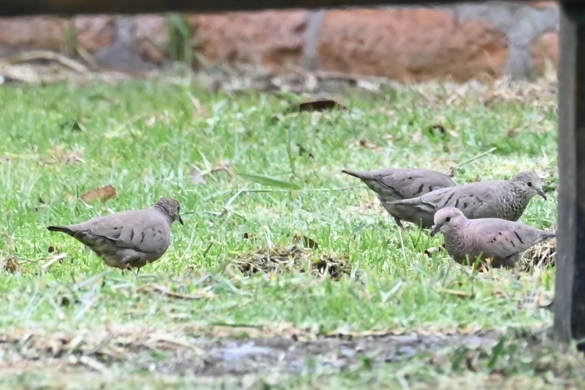 Common Ground Dove - ML646688830
