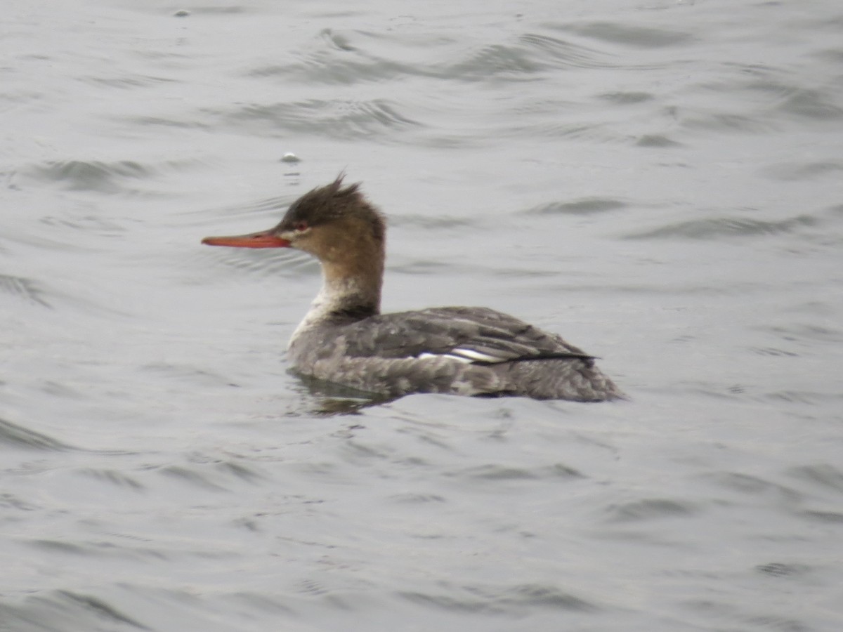 Tarakdiş - ML646688831