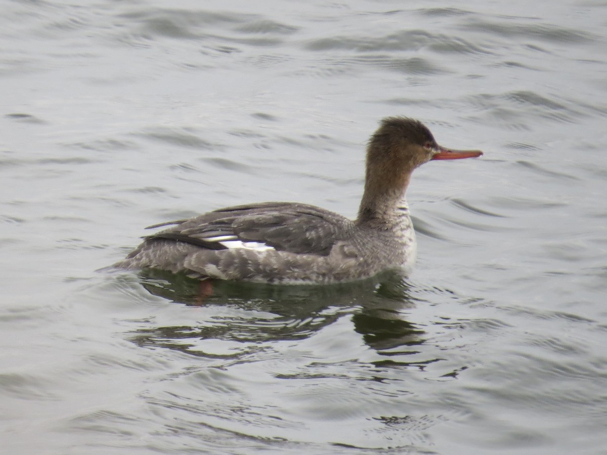 Tarakdiş - ML646688833