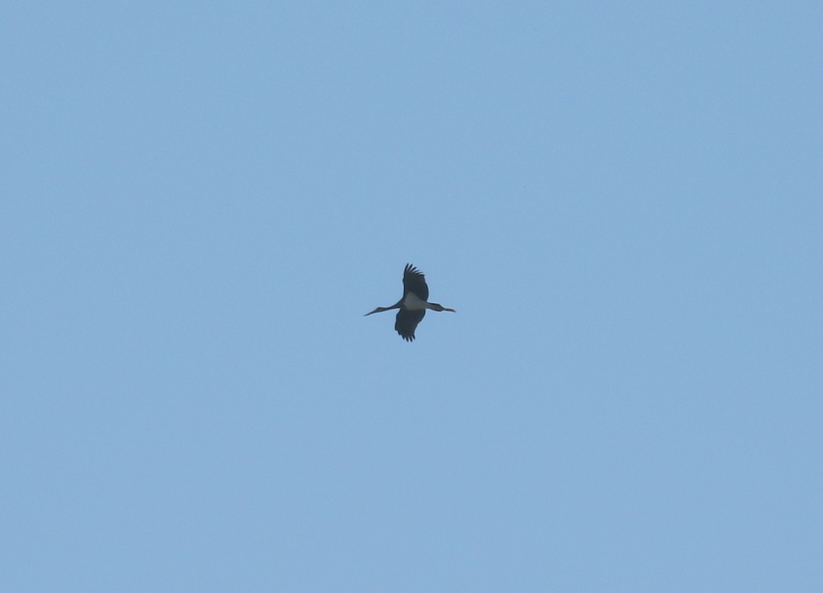 Black Stork - ML646688834