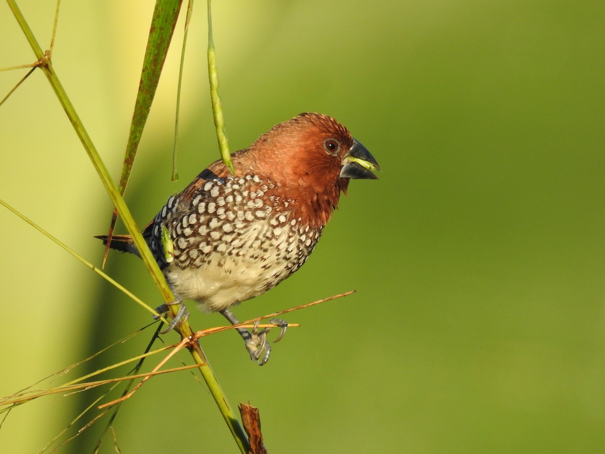 Scaly-breasted Munia - ML646688835