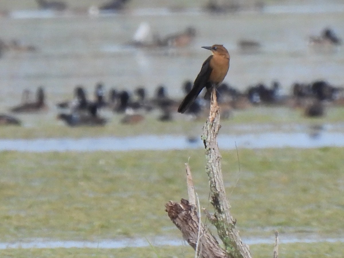 Лодкохвостый гракл - ML646688836