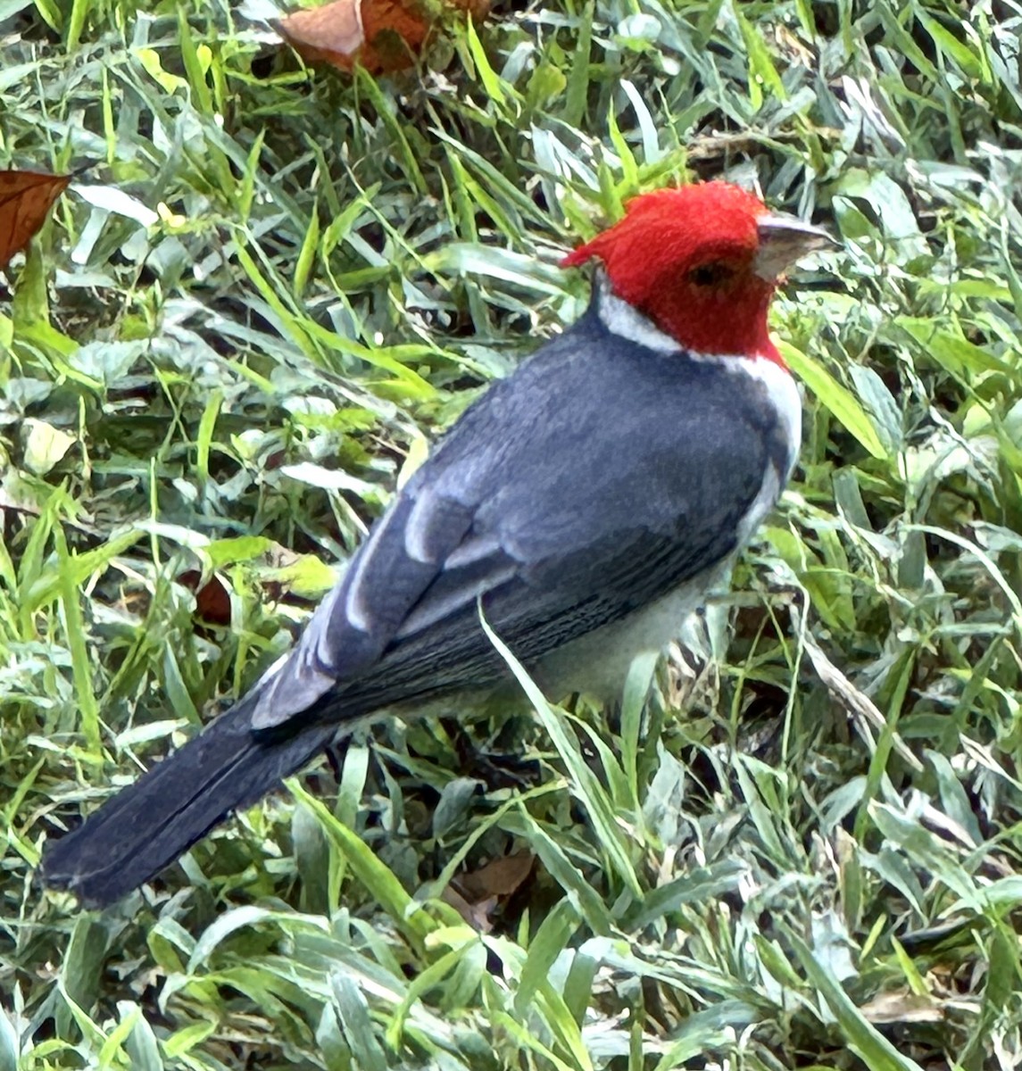 Red-crested Cardinal - ML646688846