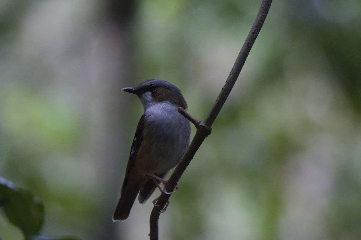 Gray-headed Robin - ML646688851