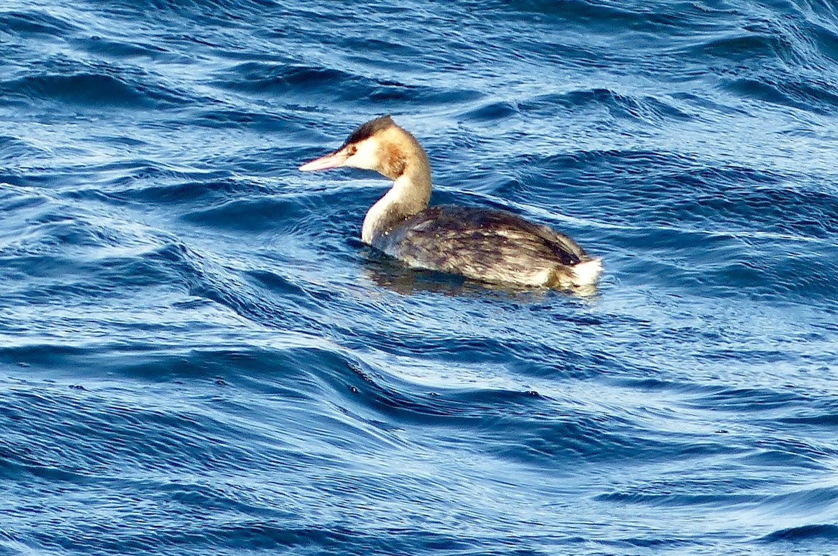Great Crested Grebe - ML646688854