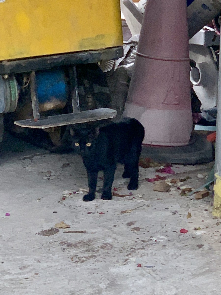 Mammiferi - ML646688857