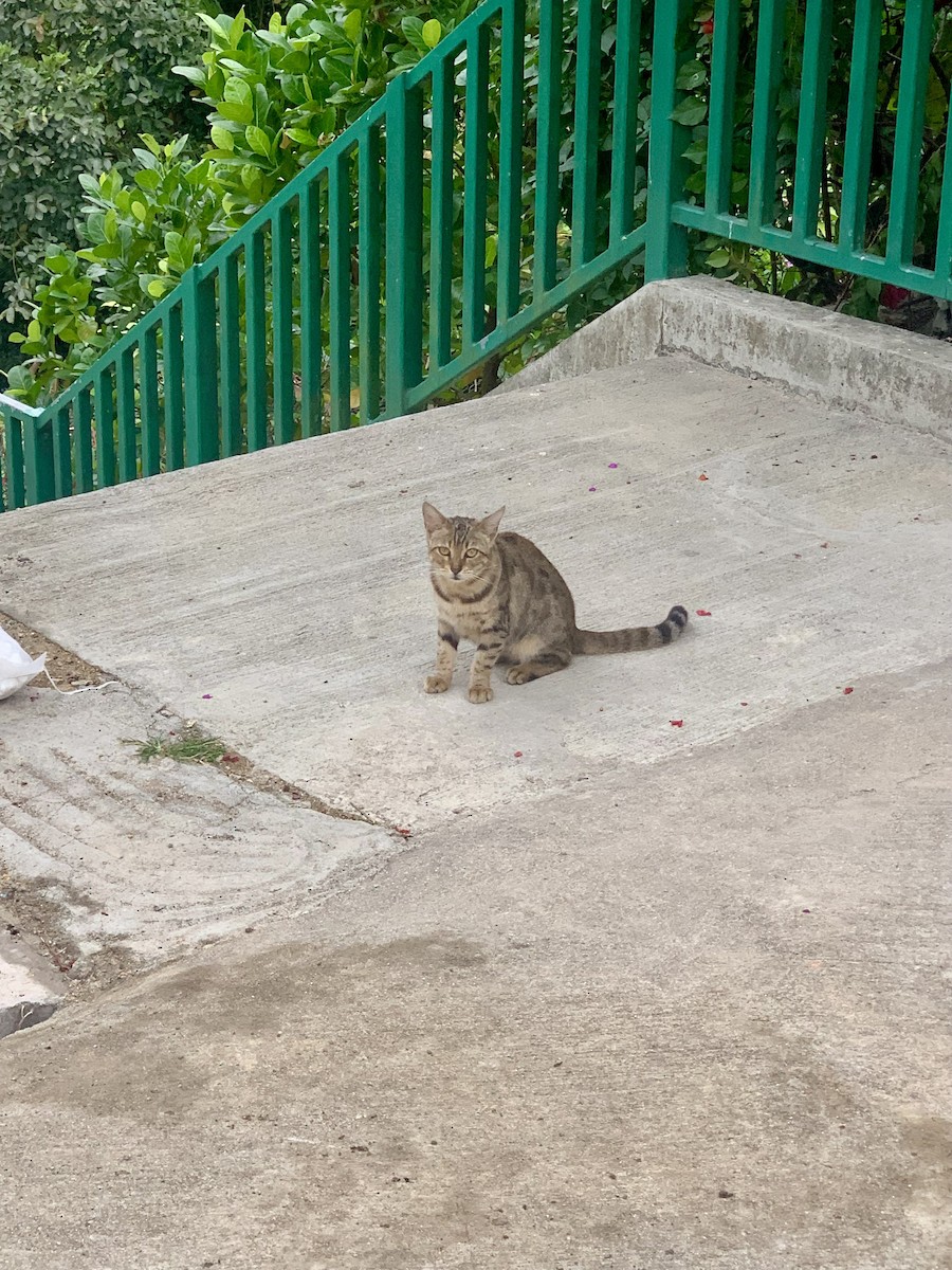 Mammiferi - ML646688858