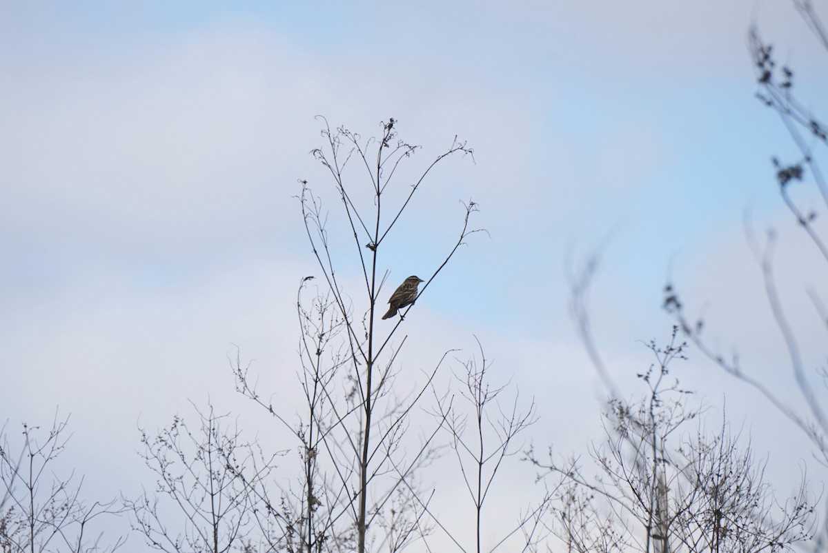 rødvingetrupial - ML646688860