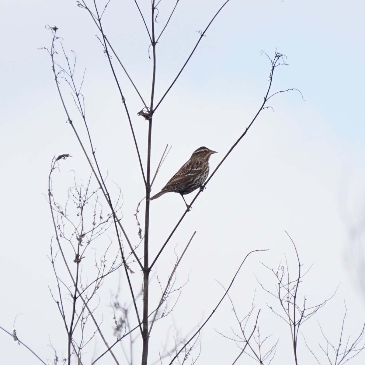 rødvingetrupial - ML646688861