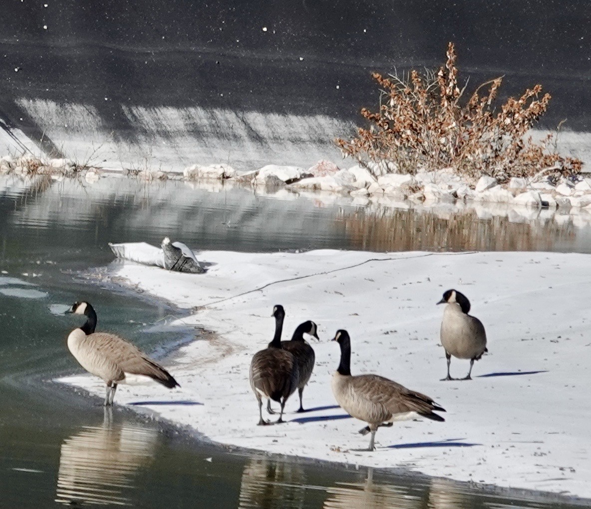 Canada Goose - ML646688865