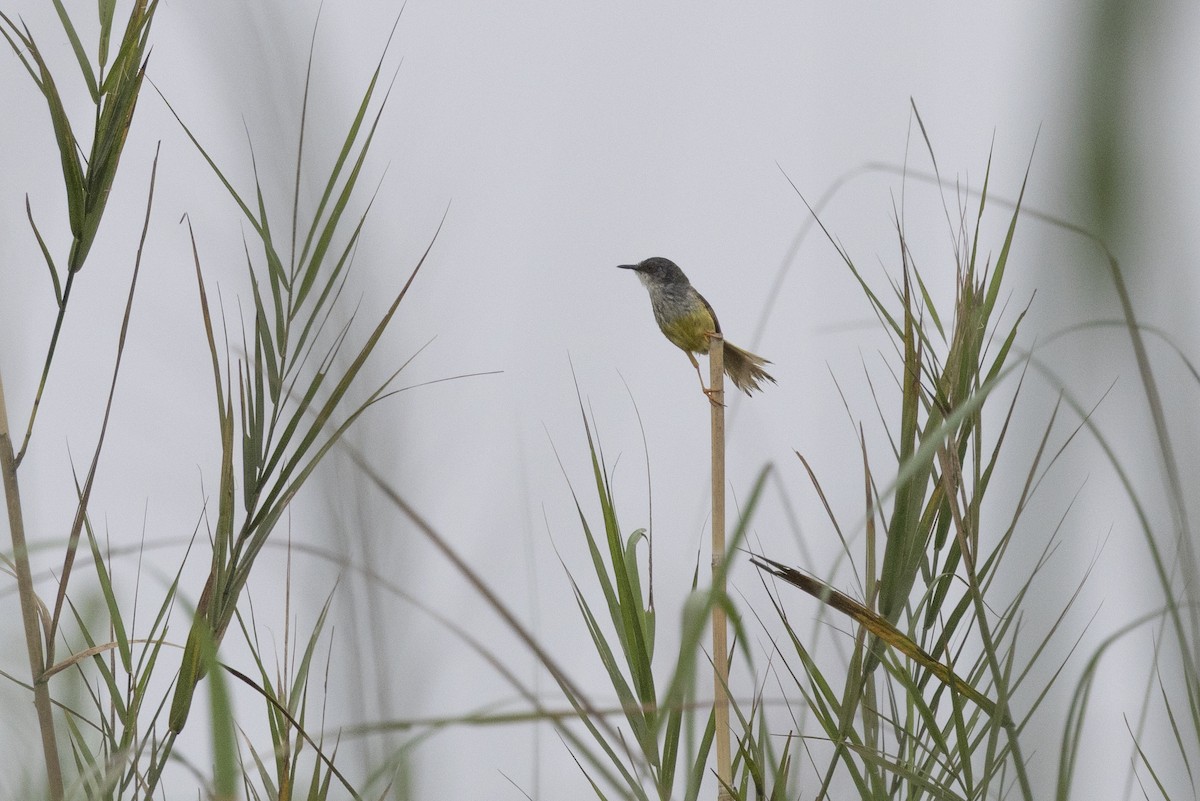 Prinia à ventre jaune - ML646688866