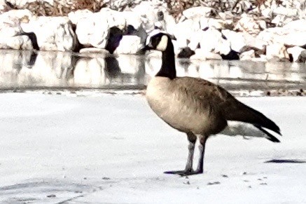 Canada Goose - ML646688867