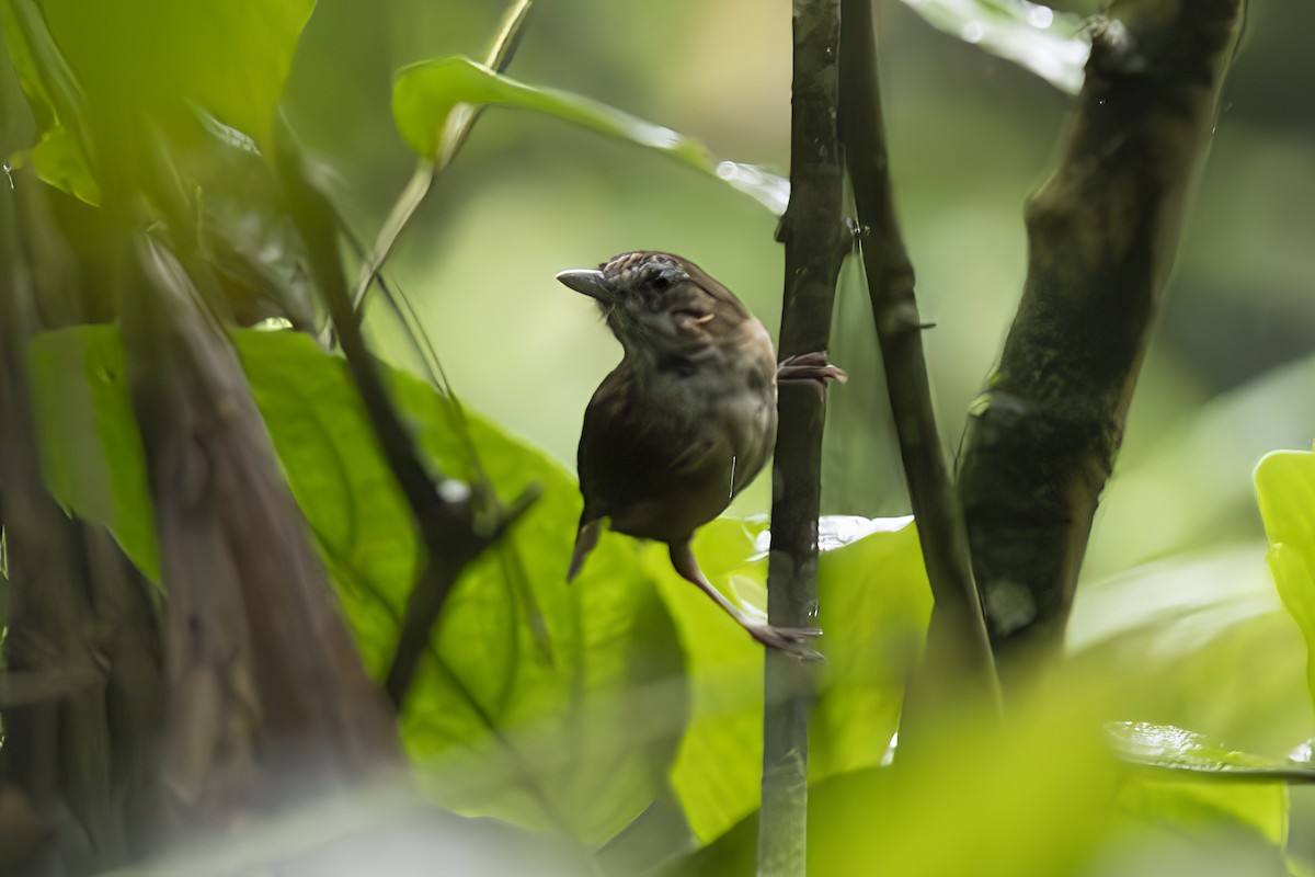 Akalat d'Abbott - ML646688883