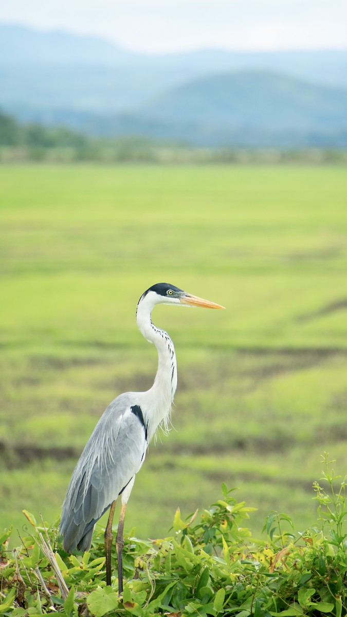 Чапля-кокої - ML646688884