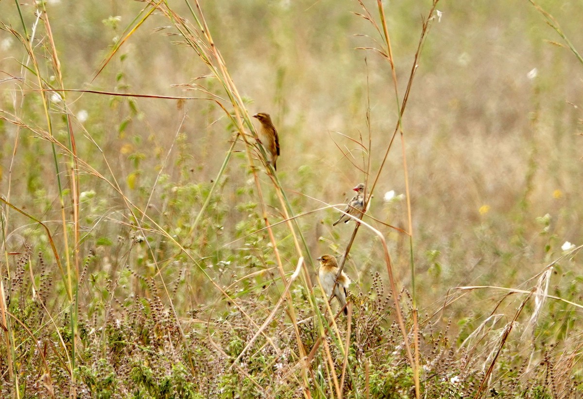 Red-billed Quelea - ML646688885