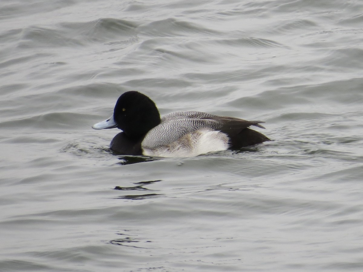 Karabaş Patka - ML646688887