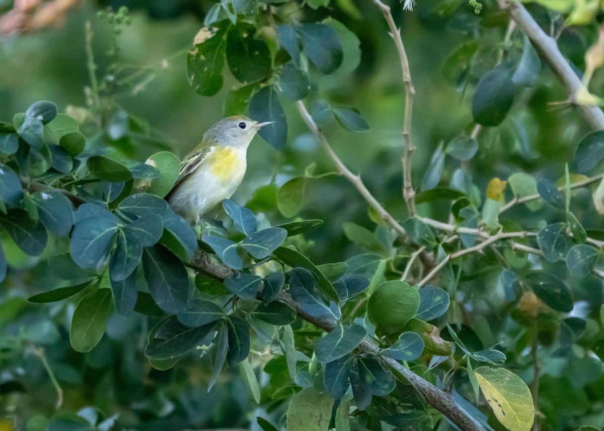 Mangrove Yellow Warbler (Greater Antillean) - ML646688890