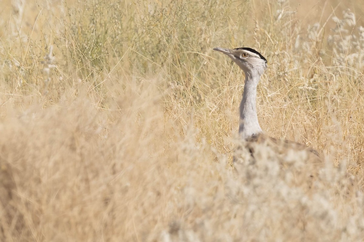 Great Indian Bustard - ML646688894