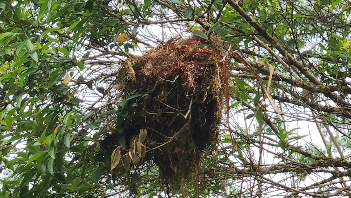 ハチマキカザリドリモドキ - ML646688895