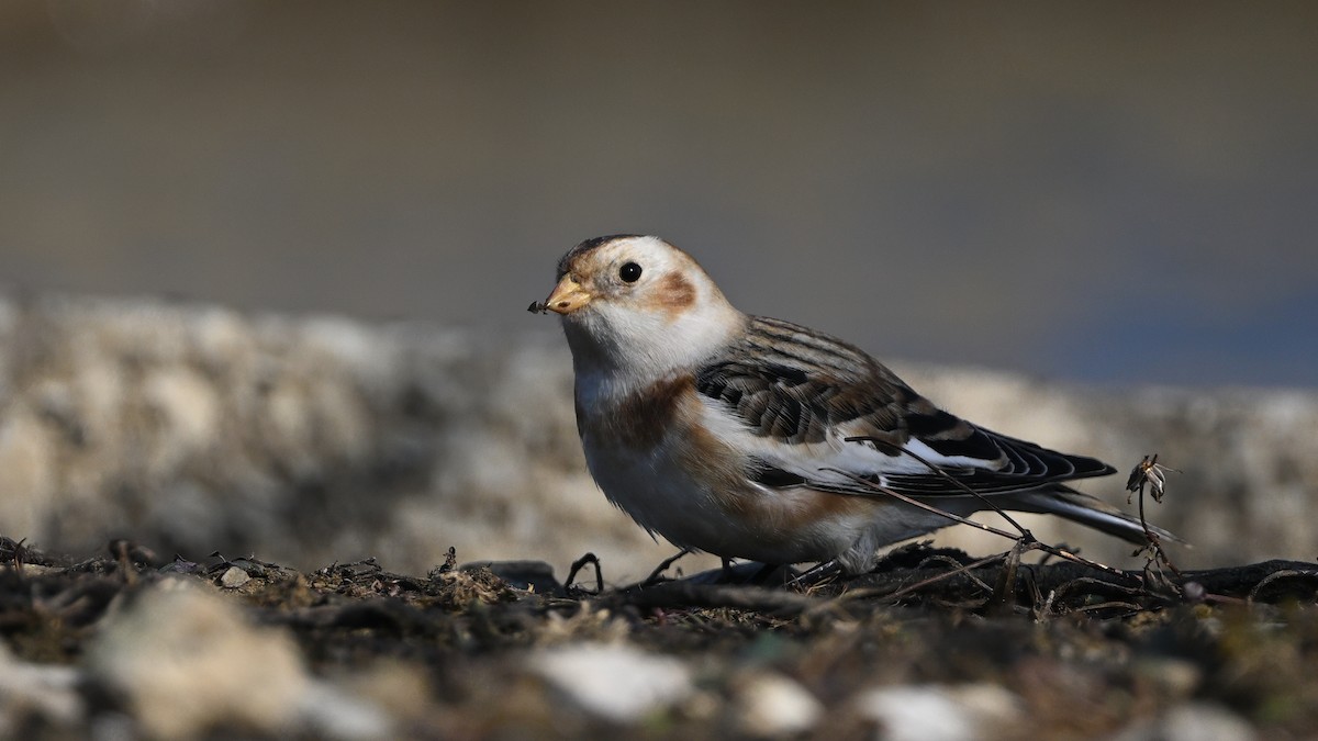 Plectrophane des neiges - ML646688896