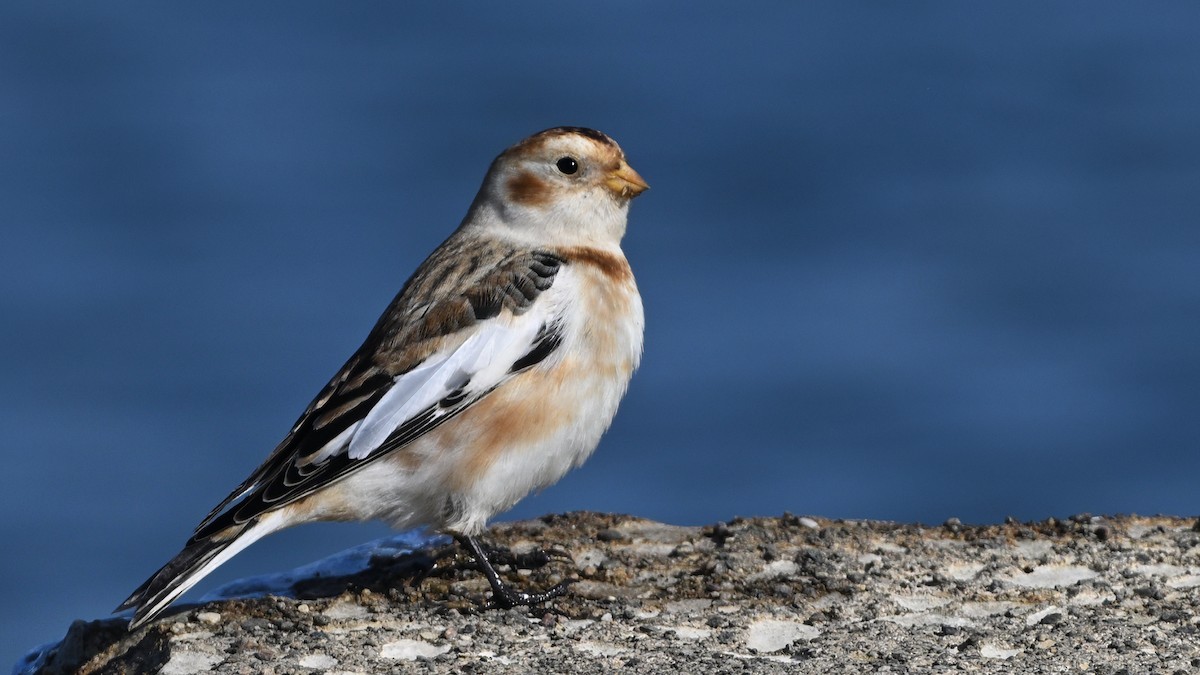 Plectrophane des neiges - ML646688897