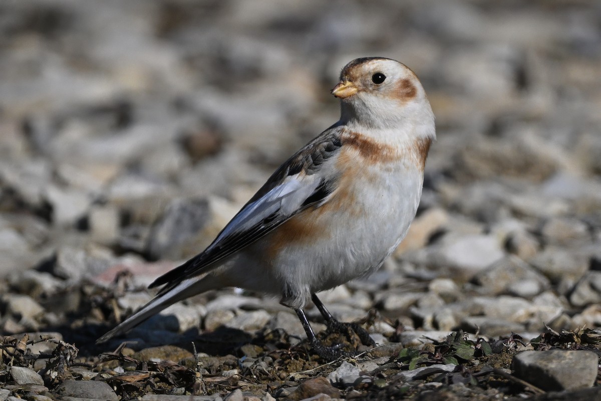 Plectrophane des neiges - ML646688898