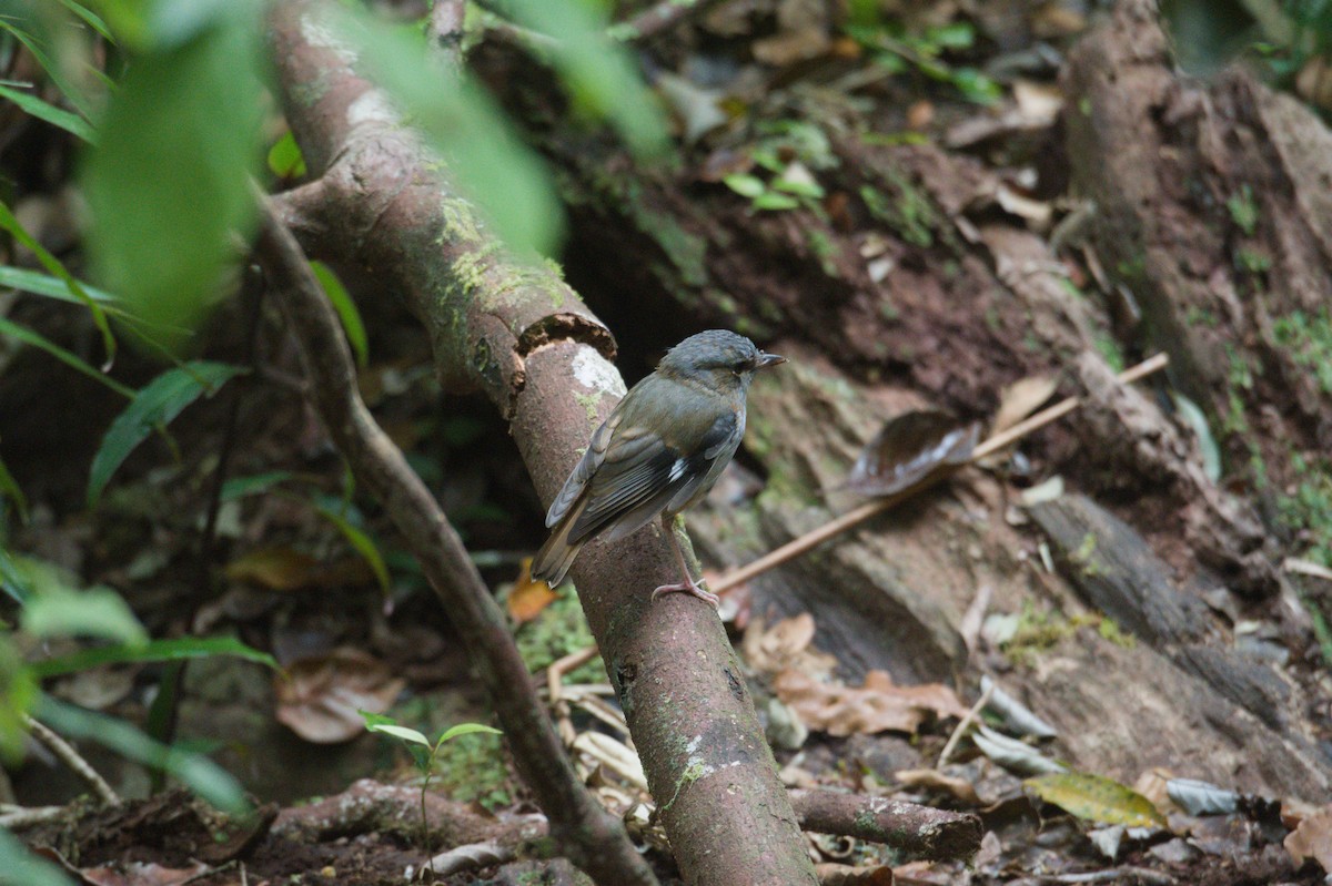 Gray-headed Robin - ML646688904