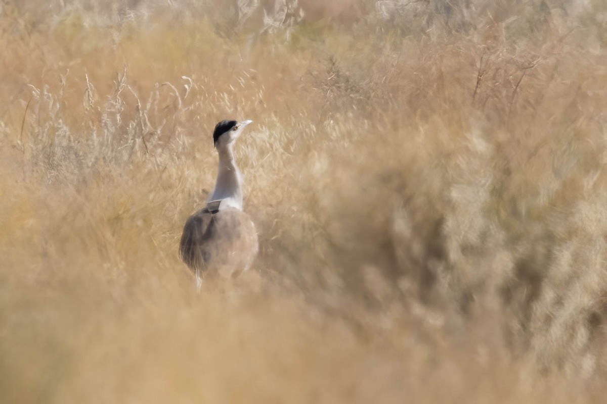 Great Indian Bustard - ML646688907