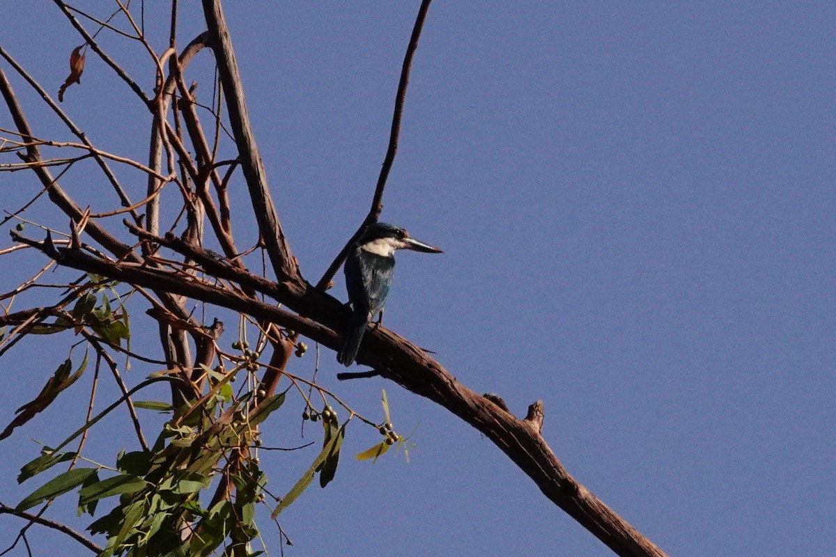 Sacred Kingfisher - ML646688908