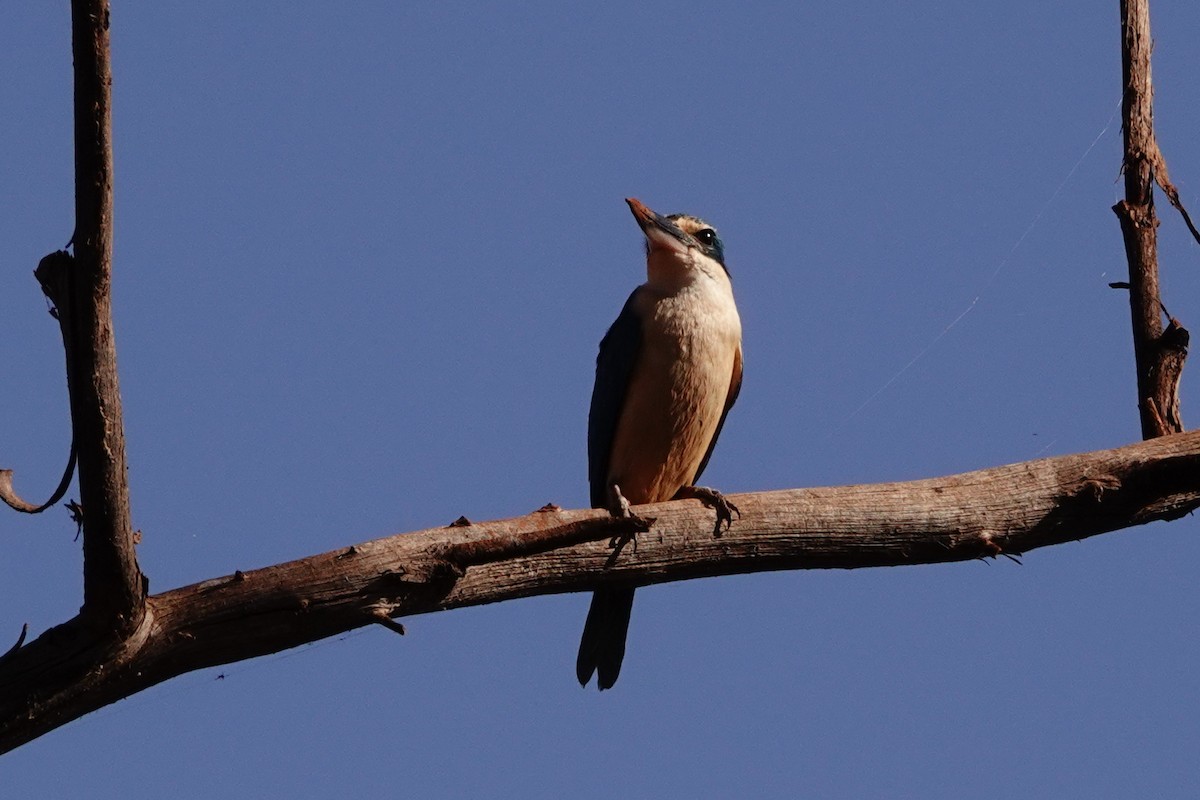 Sacred Kingfisher - ML646688909