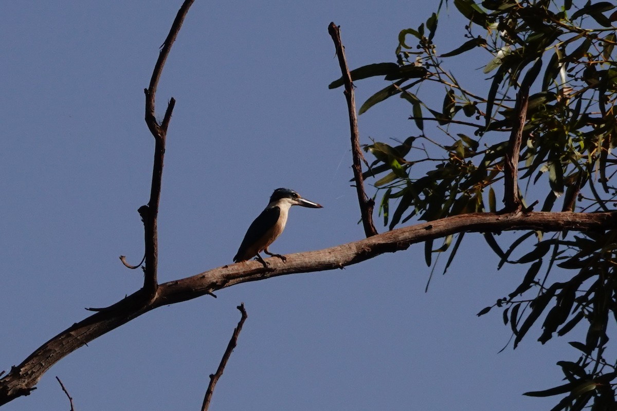 Sacred Kingfisher - ML646688910