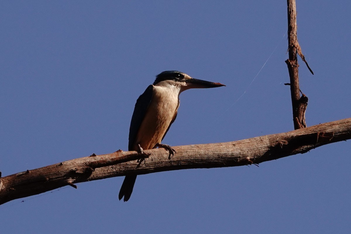 Sacred Kingfisher - ML646688911