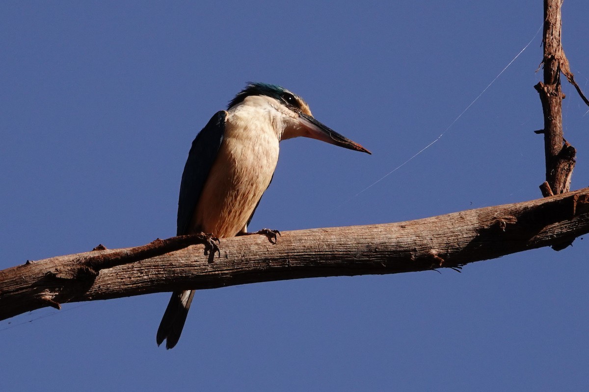 Sacred Kingfisher - ML646688912