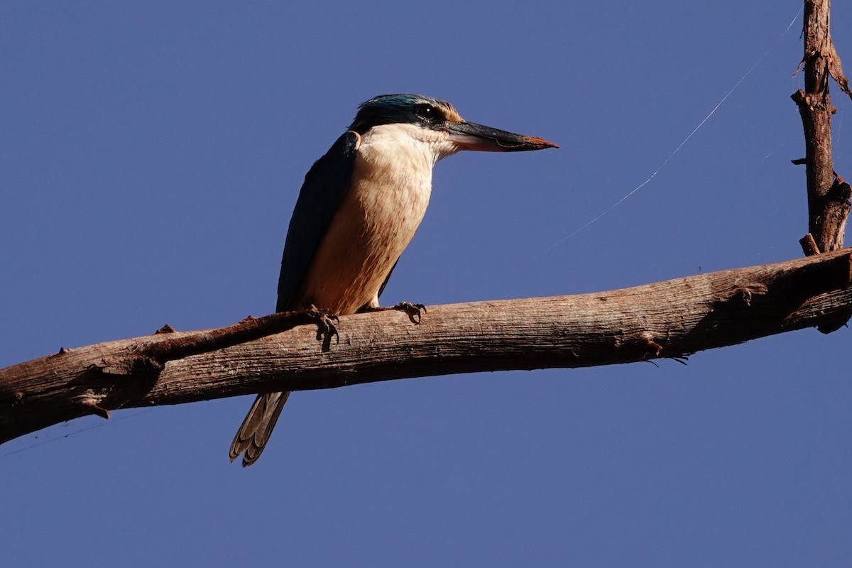 Sacred Kingfisher - ML646688913