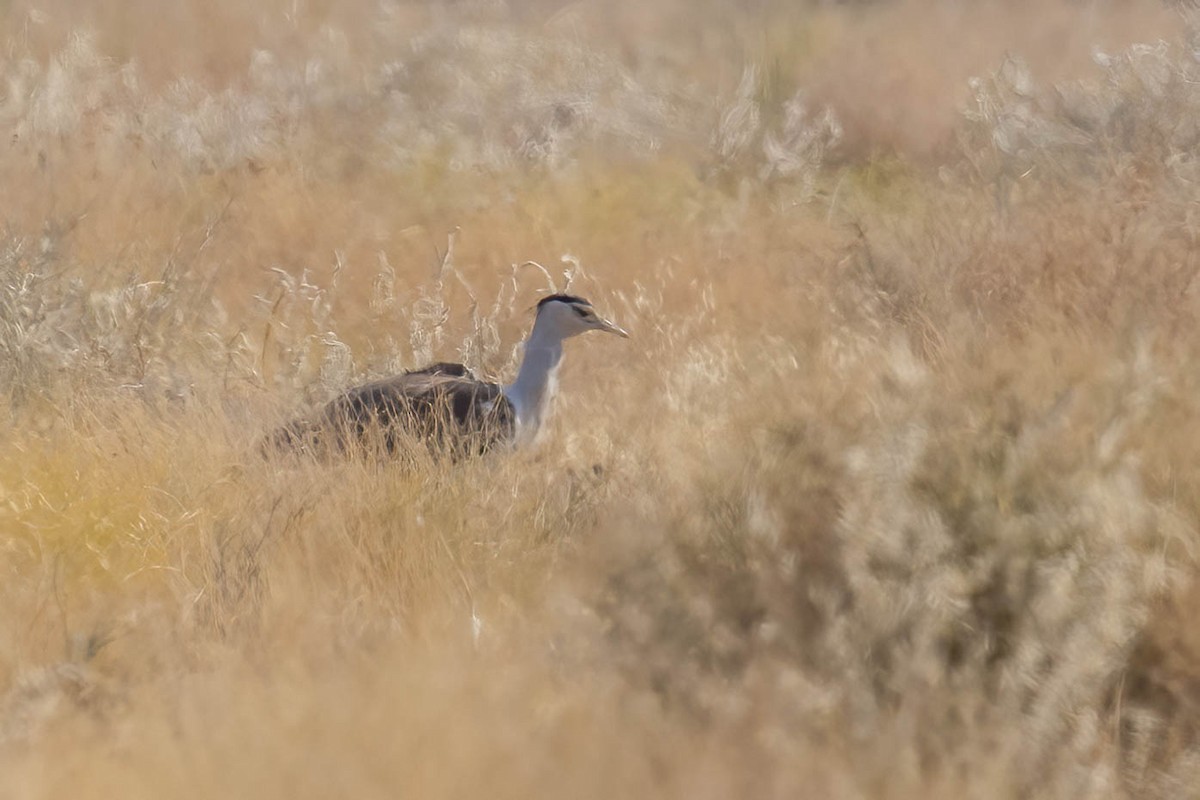 Great Indian Bustard - ML646688915