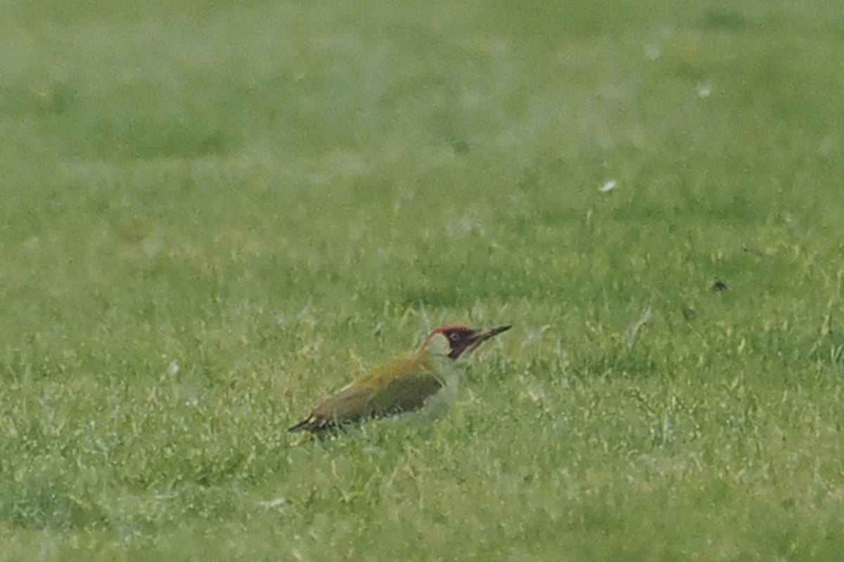 Eurasian Green Woodpecker - ML646688916