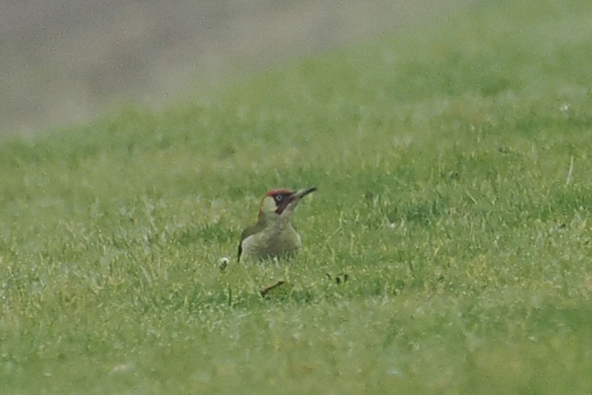 Eurasian Green Woodpecker - ML646688917