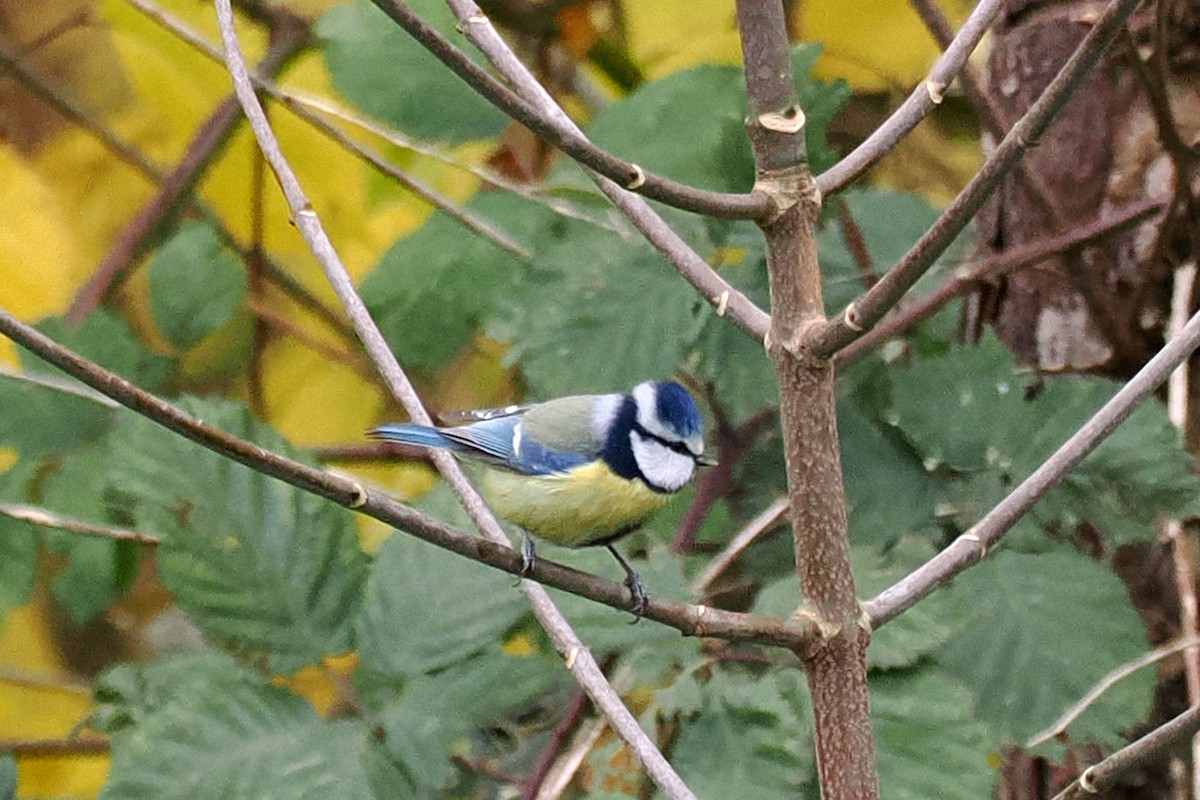 Eurasian Blue Tit - ML646688918