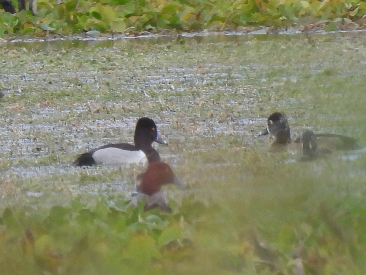 Американский нырок - ML646688921