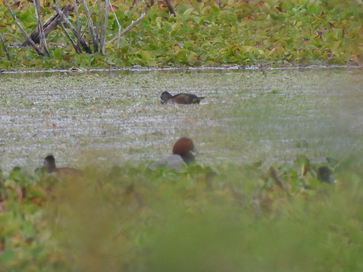 Американский нырок - ML646688922