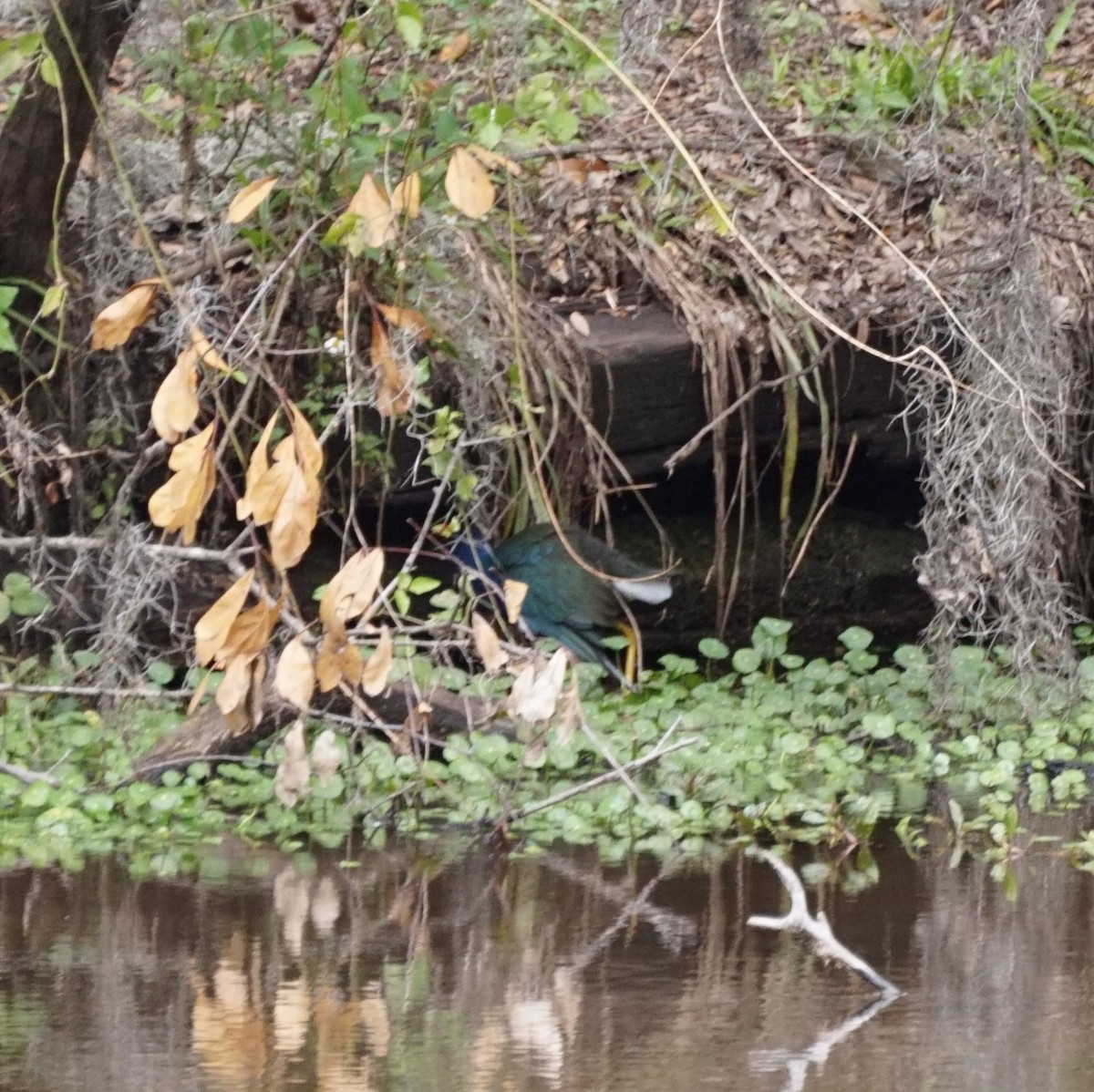 amerikapurpurhøne - ML646688923